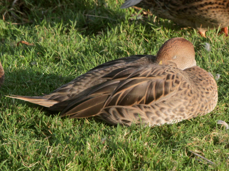 Yellow-billed Pintail